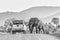 Vehicle reversing away from african elephant in a road. Monochrome