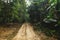 Vehicles Tire Tracks on Mud in the Forrest. Wheel Tracks on the Dry Soil