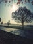 Veil and fog in the background, shadows and bare trees in foreground, night or day