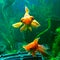 Veil tail goldfishes Charlotte and Libelle