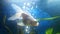 Veil tail panda goldfish swimming