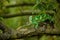 Veiled chameleon catching his prey on tree branch