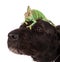 Veiled chameleon chamaeleo calyptratus with black dog.