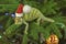 Veiled chameleon Chamaeleo calyptratus in a red cap sits on a Christmas tree. Chameleon in santa claus cap sits on the christmas