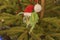 Veiled chameleon Chamaeleo calyptratus in a red cap sits on a Christmas tree. Chameleon in santa claus cap sits on the christmas