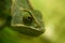 Veiled chameleon close up, shallow dof.