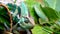 Veiled Chameleon coming from Yemen walking through grass and over obstacles