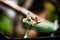 Veiled Chameleon isolated trapped looking at light hands on cage trying to escape mysterious dof sharp focus space for text macro