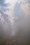Veiled in Fog: The Whispering Pine Trail