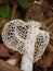 Veiled Lady or Blanket Mushroom