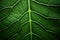 Veined elegance Leaf surface with intricate foliage veins, offering copy space