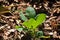 VEINED GREEN LEAVES OF CAULIFLOWER SEEDLINGS