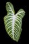 Veined plant leaf