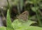 Veined Scrub Hopper Butterfly seen at Sikkim,India