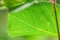 Veins of Amelanchier alnifolia - Backlit Leaf