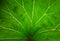 Veins of the big green leaf background