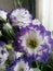 Veiolet with white Eustoma Lisianthus. white petals with violet borders. Bouquet with a holiday