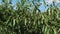 A veiw of garden full of cherry trees with ripe trees