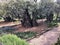 A veiw of the Gardens of Gethsemane in Jerusalem