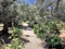 A veiw of the Gardens of Gethsemane in Jerusalem