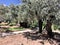 A veiw of the Gardens of Gethsemane in Jerusalem