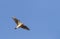 Veldleeuwerik, Eurasian Skylark, Alauda arvensis