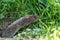 Veldmuis; Common Vole; Microtus arvalis;