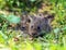 Veldmuis; Common Vole; Microtus arvalis;