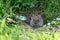 Veldmuis; Common Vole; Microtus arvalis;