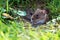 Veldmuis; Common Vole; Microtus arvalis;