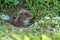 Veldmuis; Common Vole; Microtus arvalis;