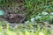 Veldmuis; Common Vole; Microtus arvalis;