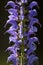 Veldsalie, Meadow Clary, Salvia pratensis