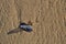 Velella velella on a sandy beach with abstract shapes