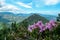 Velika Baba  - Dwarf Alpenrose with scenic view on the mountains of Kamnik Savinja Alps in Carinthia, border Austria and Slovenia