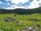 Veliki Lubenovac meadow in the Northern Velebit National Park