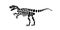 Velociraptor skeleton. Velociraptor body parts. Dangerous ancient predator. Jurassic raptor. Paleontology and archeology