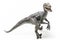 Velociraptor, on white background