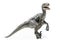 Velociraptor, on white background