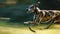 Velocity Unleashed: Graceful Greyhound in a Swift Sprint Outdoors