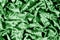 Velor green fabric Velvet pattern carved from under an uncircumcised pile of heaps Velvet Burntout Devore this type It`s just a