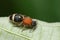 Velvet ant aka cow killer