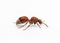 Velvet ant - Dasymutilla sp. most likely, an insect in the family Mutillidae. Females lack wings and these are actually wasp not