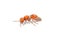 Velvet ant - Dasymutilla sp. most likely, an insect in the family Mutillidae. Females lack wings and these are actually wasp not