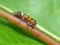 Velvet Ant On Plant Stem