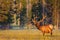 Velvet Antlers in Golden Light