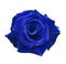 Velvet blue rose on a white isolated background with clipping path. no shadows. Closeup. For design, texture, borders, frame, bac