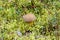 Velvet bolete