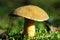 Velvet bolete mushroom