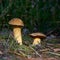 Velvet bolete Suillus variegatus in the forest